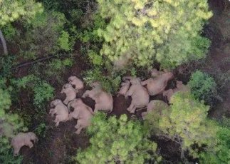 云南大象最新睡姿来了！谁说大象要站着睡觉的姿势、