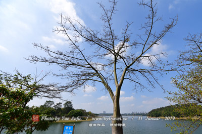 登华街青石板路、