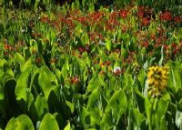 香格里拉高山植物园、