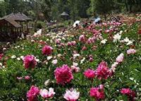 狮子山芍药园、