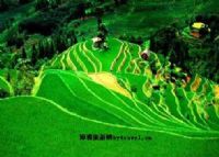 爱春景区、