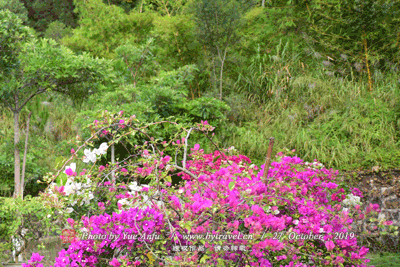 束河古镇飞花触水、