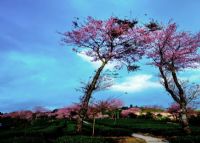 无量山樱花谷、
